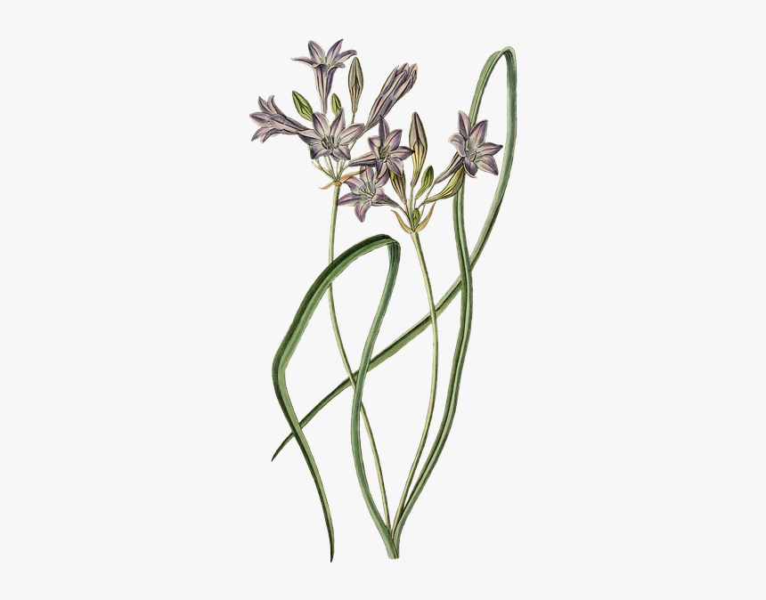 Illustration, HD Png Download, Free Download
