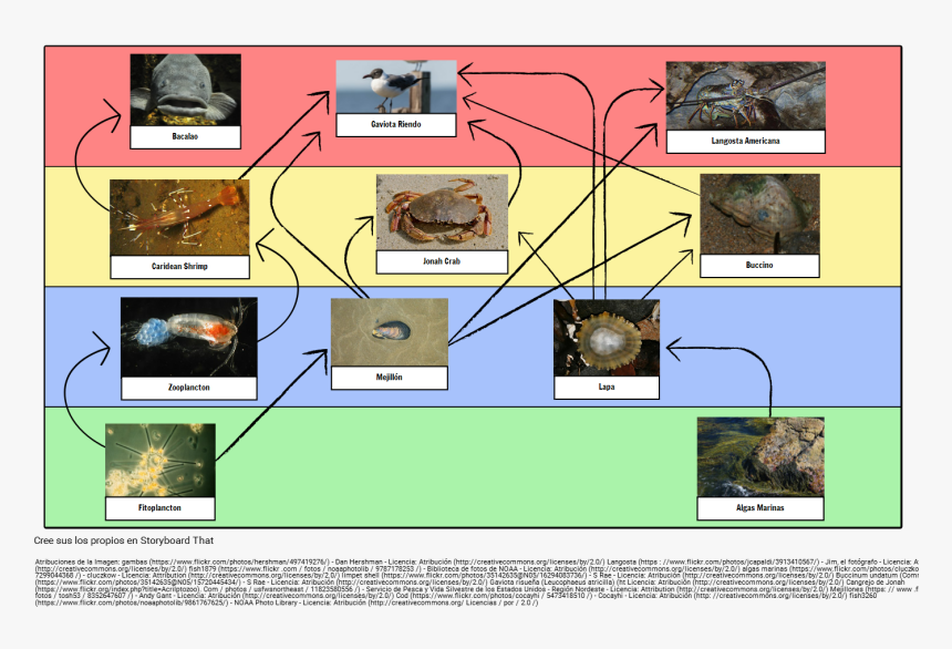 Chaine Alimentaire Crabe, HD Png Download, Free Download
