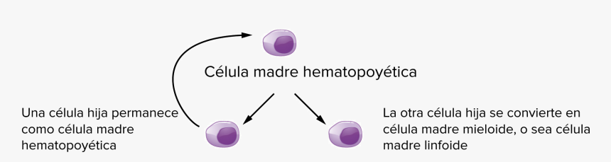 Celula Madre Hematopoyetica, HD Png Download, Free Download