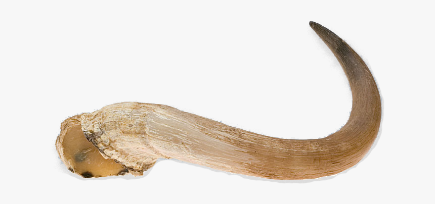 File - Nu-muskoxhorn - Driftwood, HD Png Download, Free Download