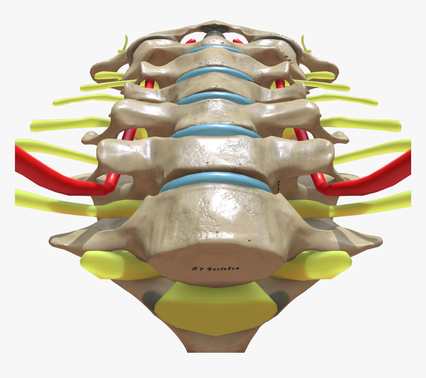 Cervical Spine Bottom View, HD Png Download, Free Download