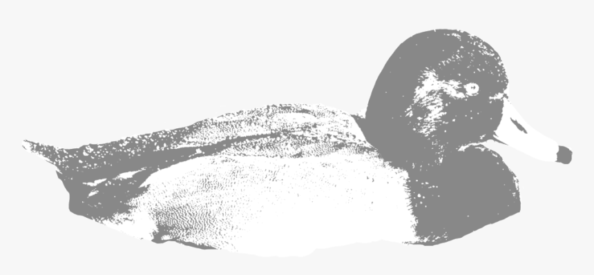 Red-head - Mallard, HD Png Download, Free Download