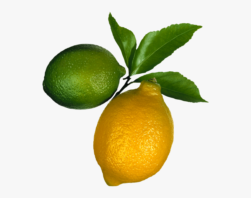 Tube Png Fruit - Limon Verna, Transparent Png, Free Download