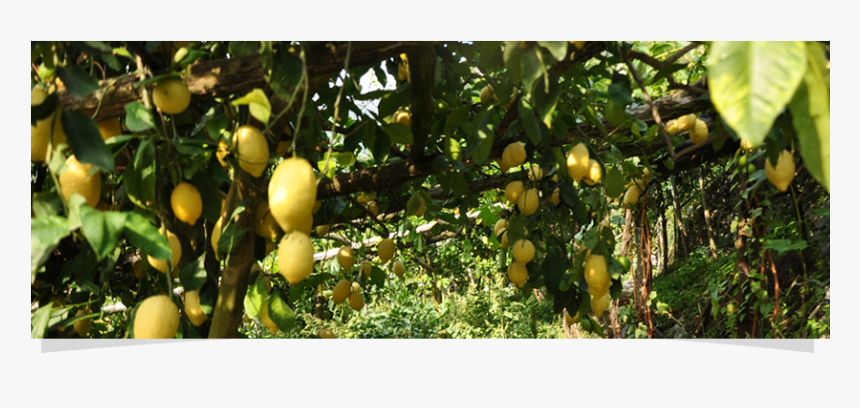 Fruit Tree, HD Png Download, Free Download