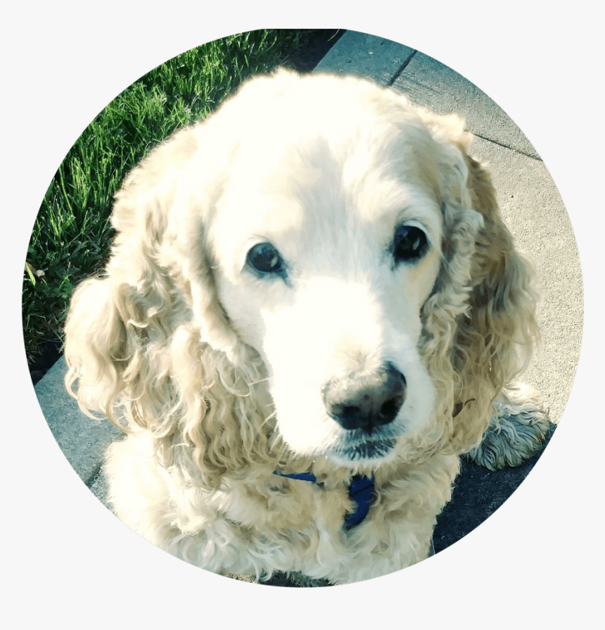 Picture Of Casey, A Client Of The Best Dog Walker In - Cocker Spaniel, HD Png Download, Free Download