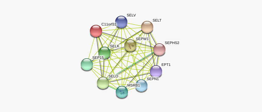 C11orf31 Protein, HD Png Download, Free Download