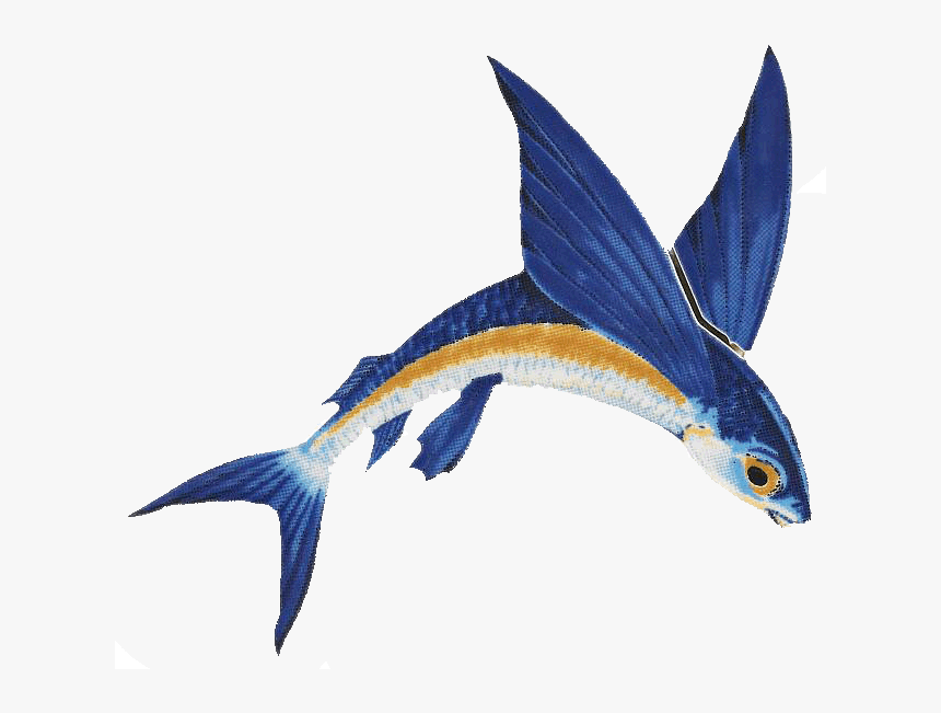 #flyingfish #freetoedit - Flying Fish Png, Transparent Png, Free Download