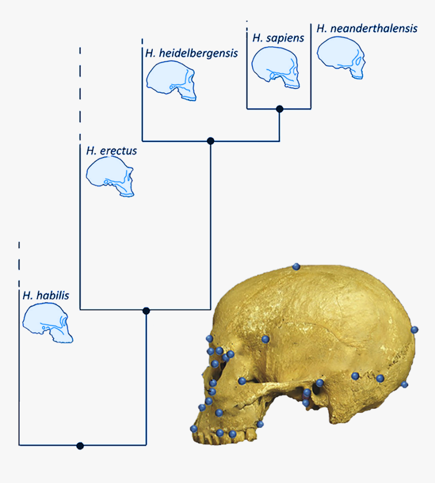 Craniofacial Change Human Evolution, HD Png Download, Free Download