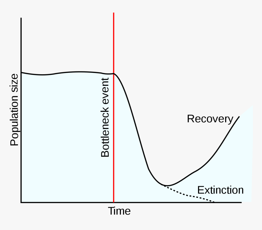 Population Bottleneck, HD Png Download, Free Download