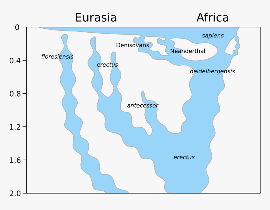 Neanderthal Denisovan Homo Sapiens, HD Png Download, Free Download