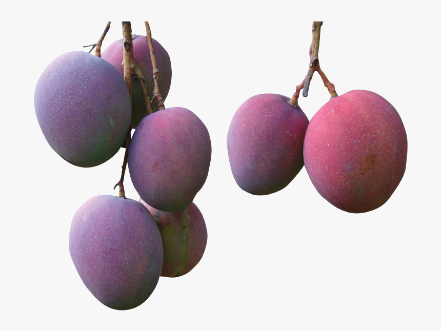 Grape, HD Png Download, Free Download