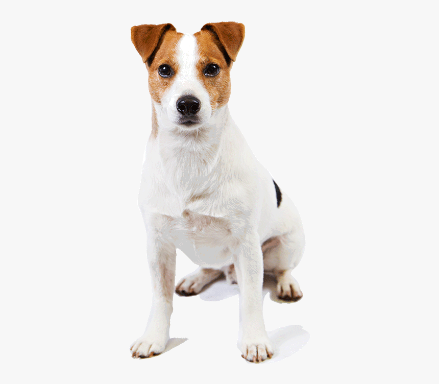 Jack Russell Terrier Transparent Images - Jack Russell Terrier Png, Png Download, Free Download