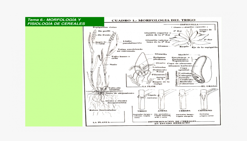 Diagram, HD Png Download, Free Download
