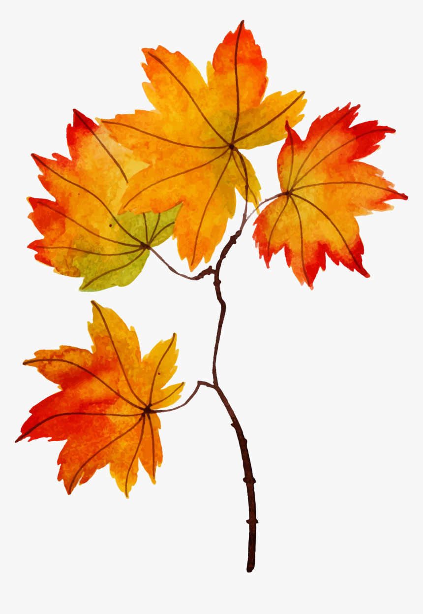 Maple Leaf, HD Png Download, Free Download