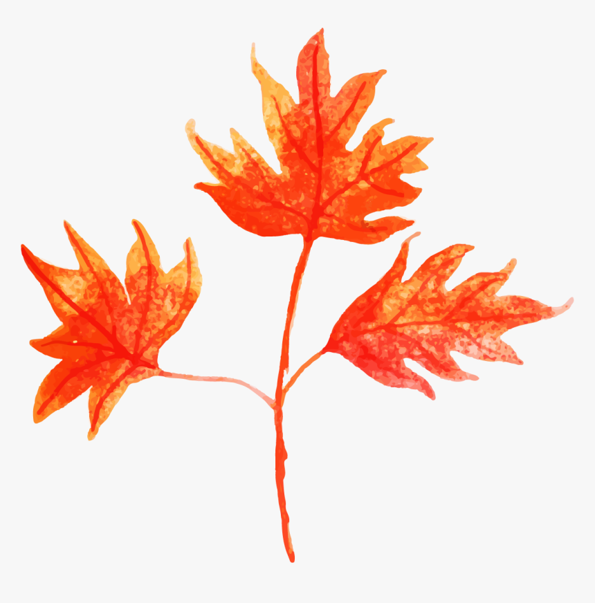 Maple Leaf, HD Png Download, Free Download