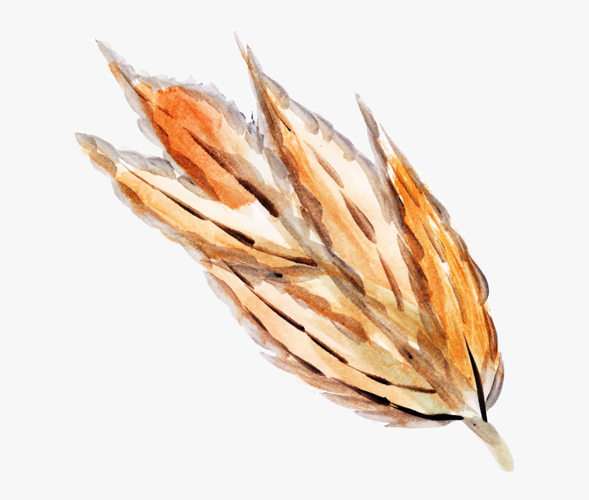 Einkorn Wheat, HD Png Download, Free Download