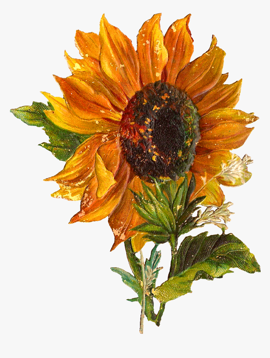 Vintage Sunflower Transparent Background, HD Png Download, Free Download