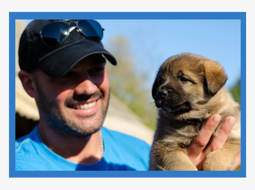 Companion Dog, HD Png Download, Free Download
