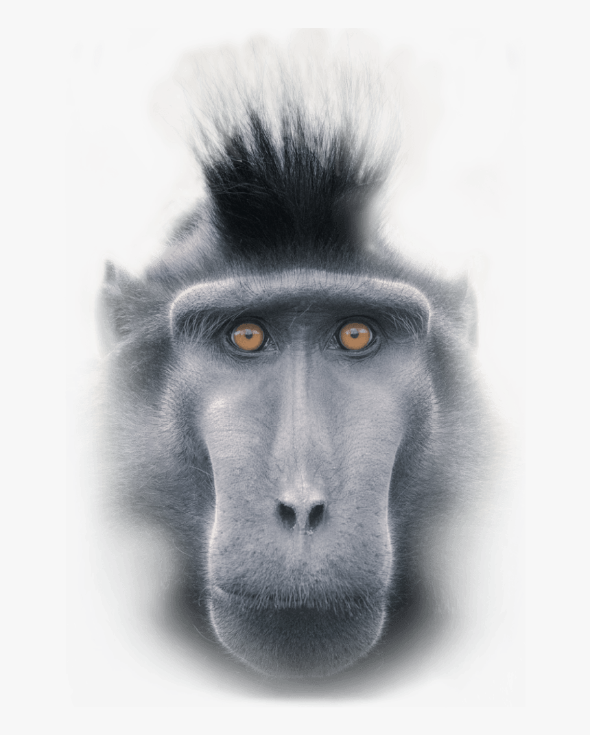 Macaque, HD Png Download, Free Download