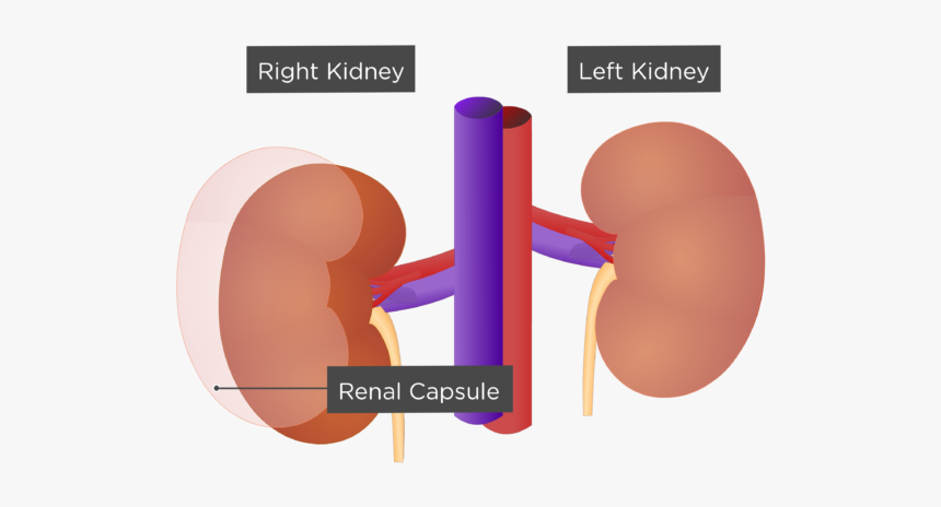 Kidneys Inside, HD Png Download, Free Download