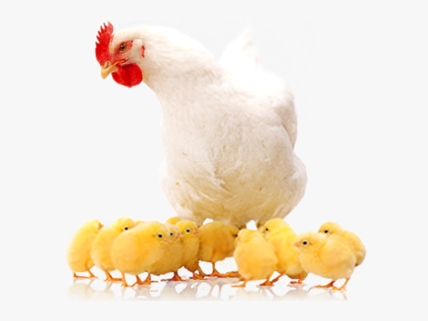 Poultry Farming Means "raising Various Types Of Domestic - Poultry Png, Transparent Png, Free Download