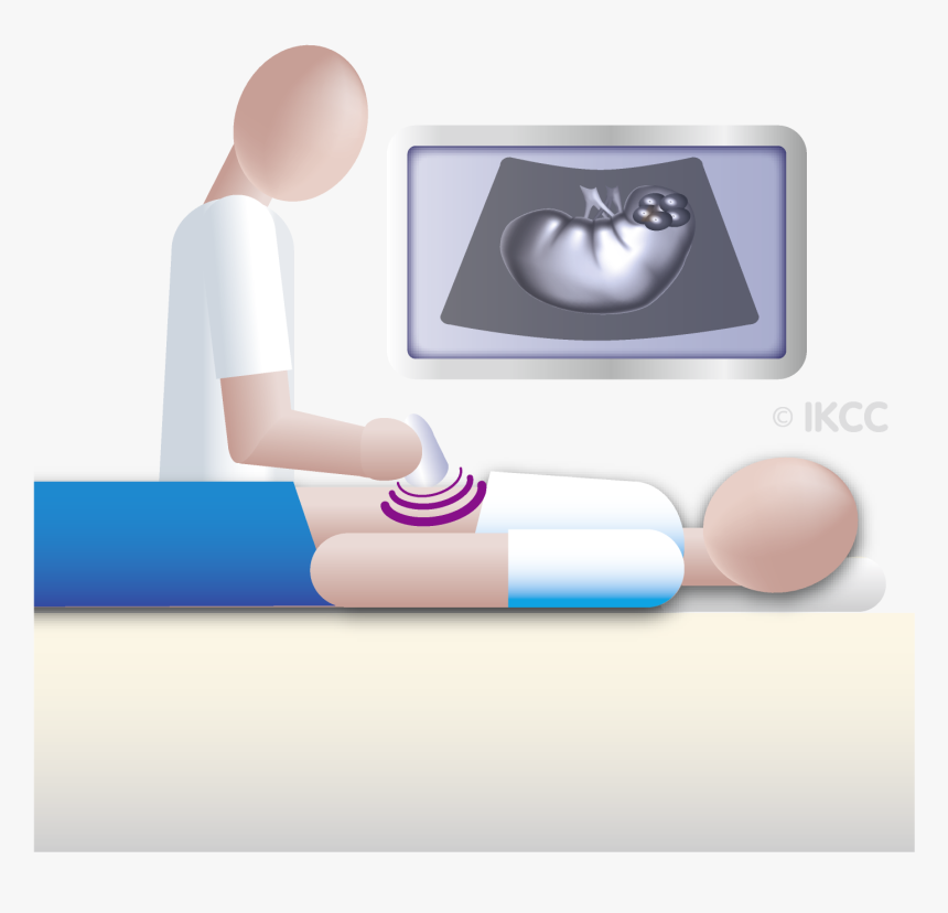 Ultrasound Kidney Png Cartoon, Transparent Png, Free Download