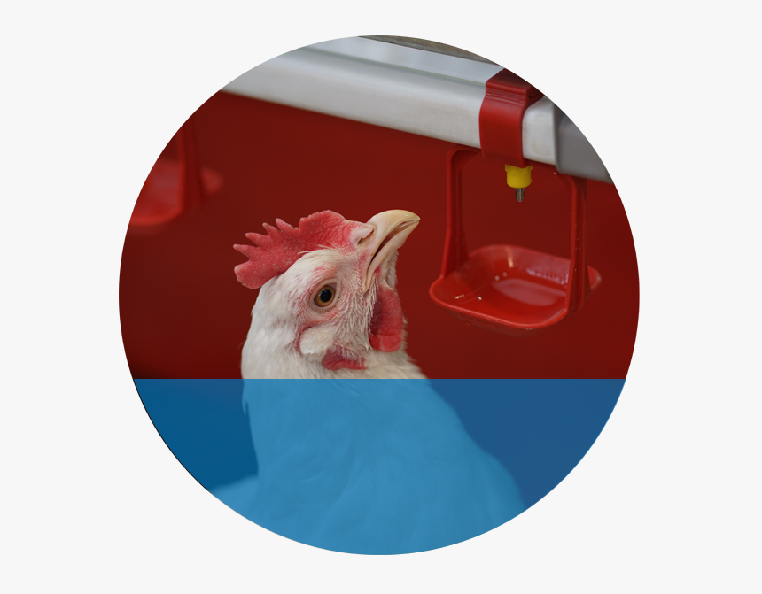 Demo - Chicken, HD Png Download, Free Download