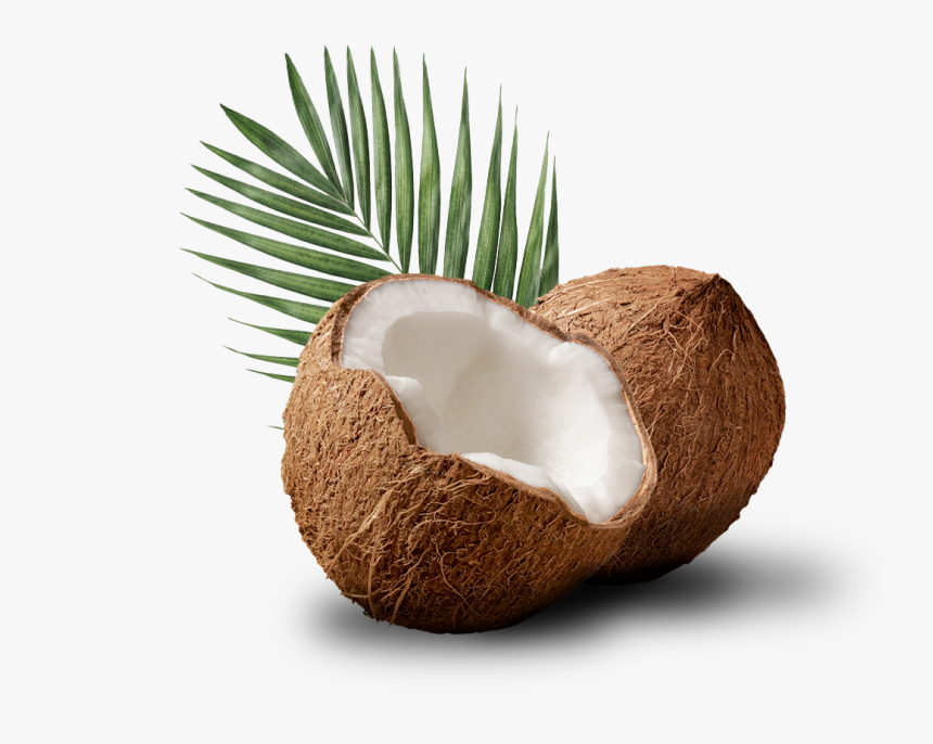 Coco Con Hoja De Palmera Detrás - Coconut, HD Png Download, Free Download