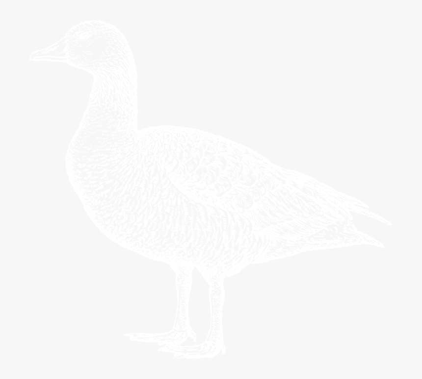 Duck, HD Png Download, Free Download