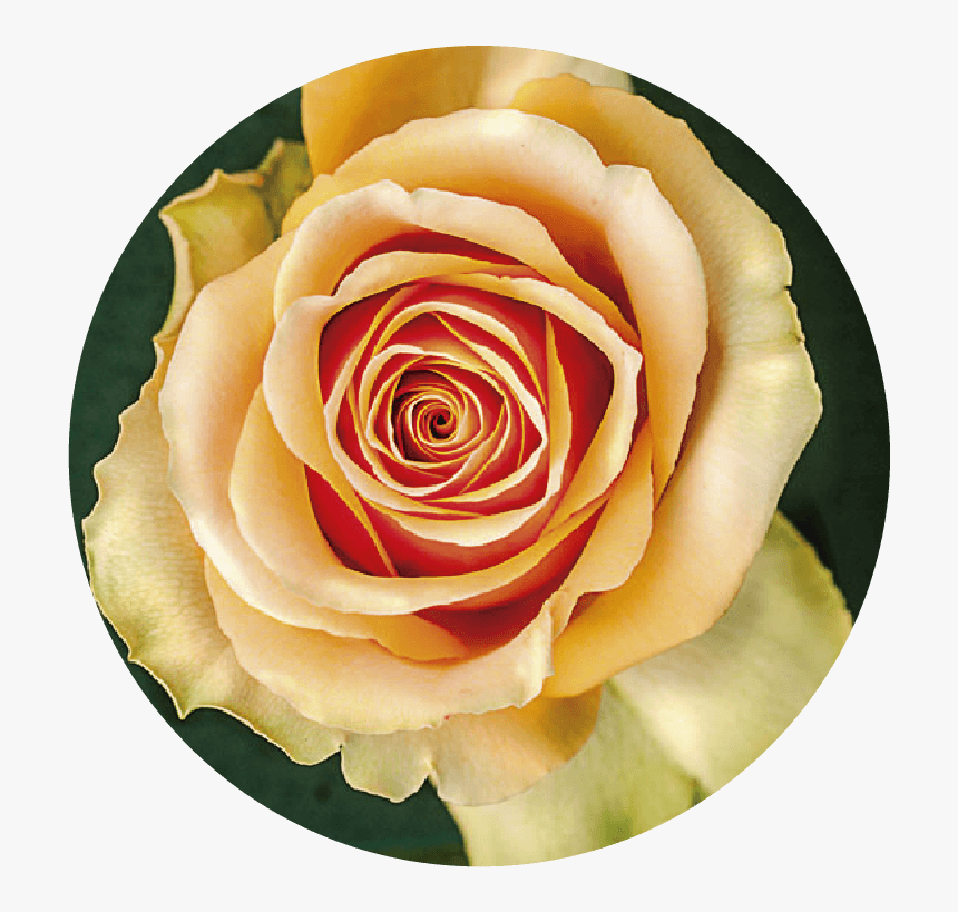 Rosas Rosas Png, Transparent Png, Free Download