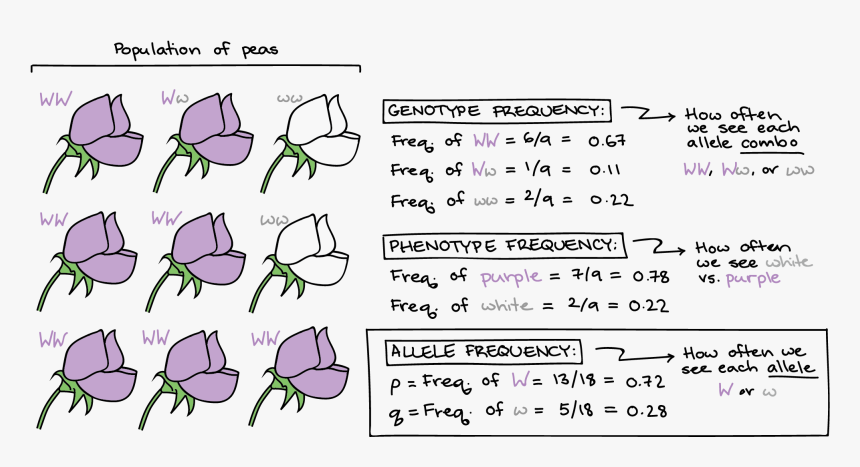 Hardy Weinberg Equations, HD Png Download, Free Download