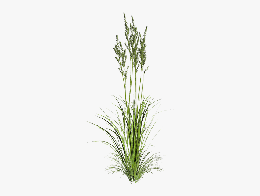 Куст Зеленой Травы, Зеленая Трава, Зеленое Растение, - Grass Straw Png, Transparent Png, Free Download