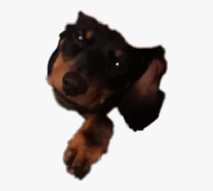 #dachshund #dog #puppy - Companion Dog, HD Png Download, Free Download