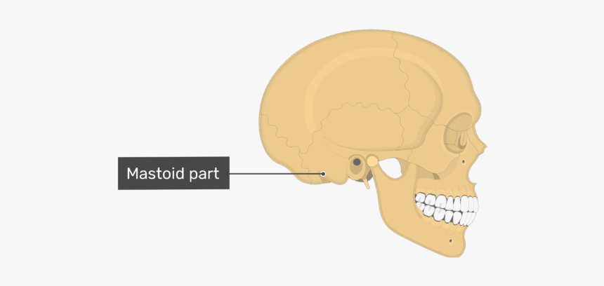 Lateral View Of The Mastoid Part Of The Skull - Skull, HD Png Download, Free Download