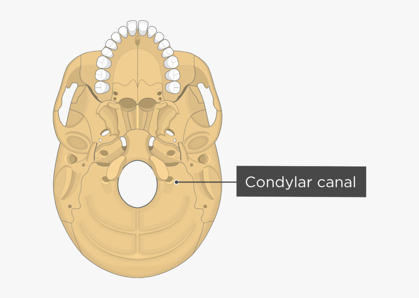 Skull Bone Markings - Pterygoid Process, HD Png Download, Free Download