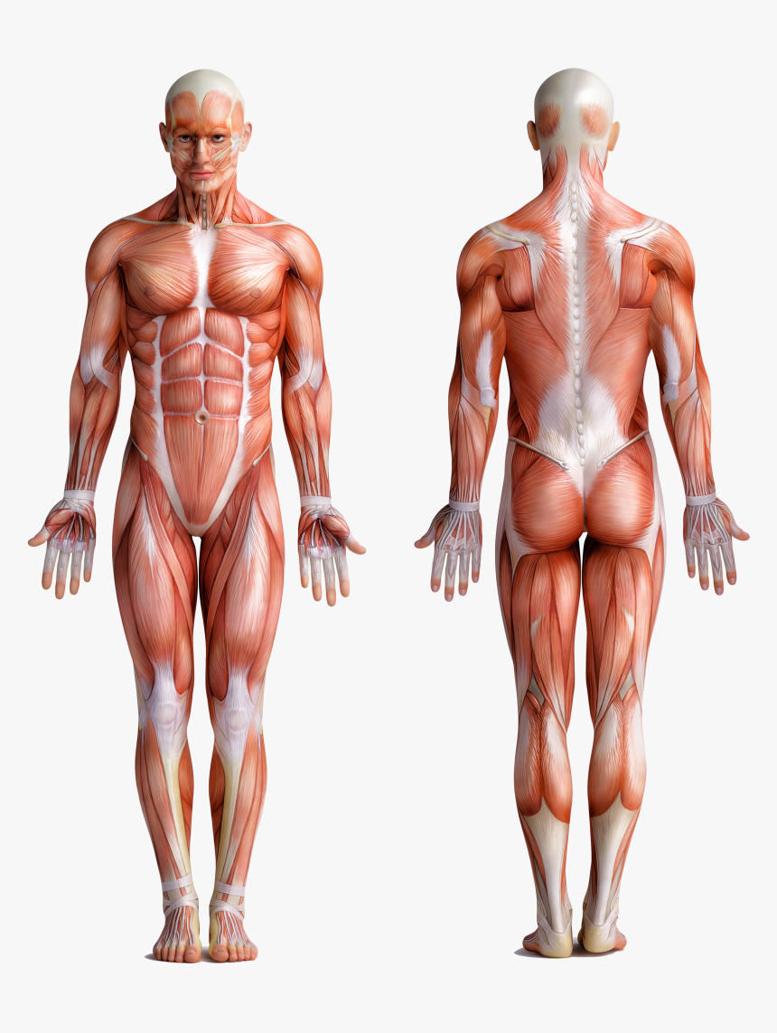 Human Body , Png Download - Human Body, Transparent Png, Free Download