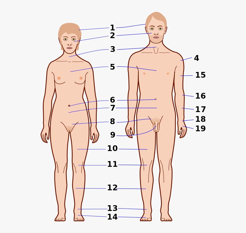 Human Body No Labels, HD Png Download, Free Download