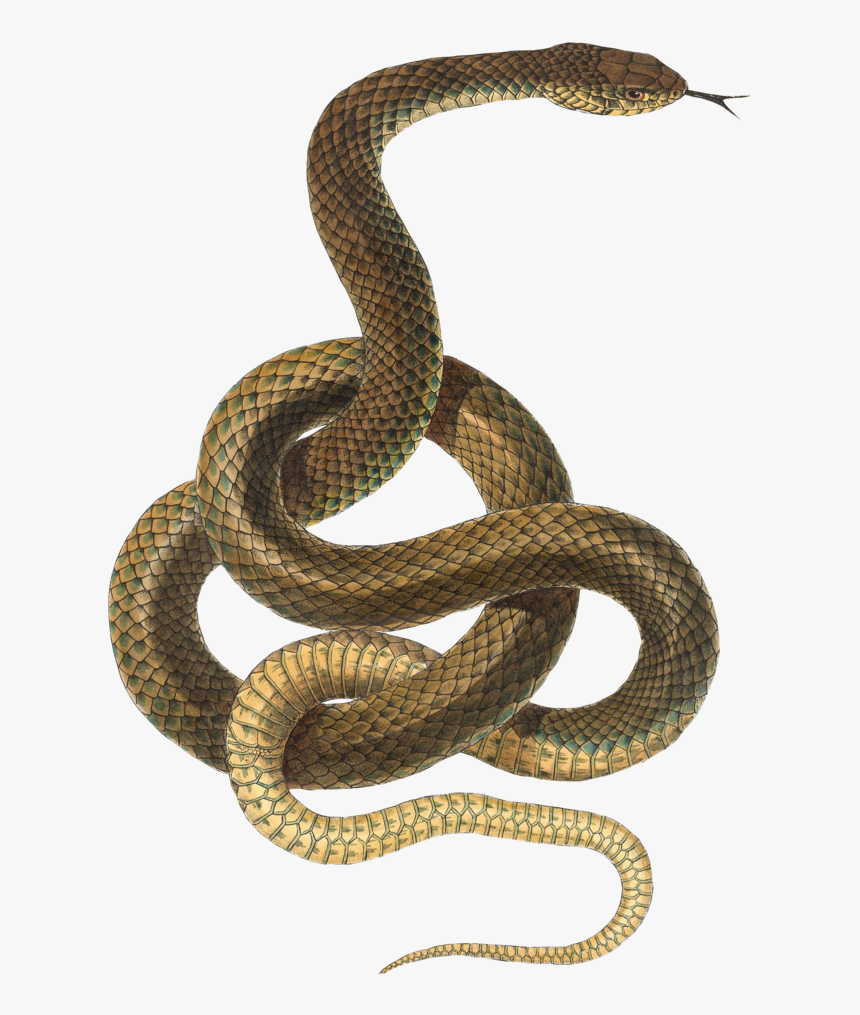 Snake Png Transparent - Snake Transparent Background, Png Download, Free Download