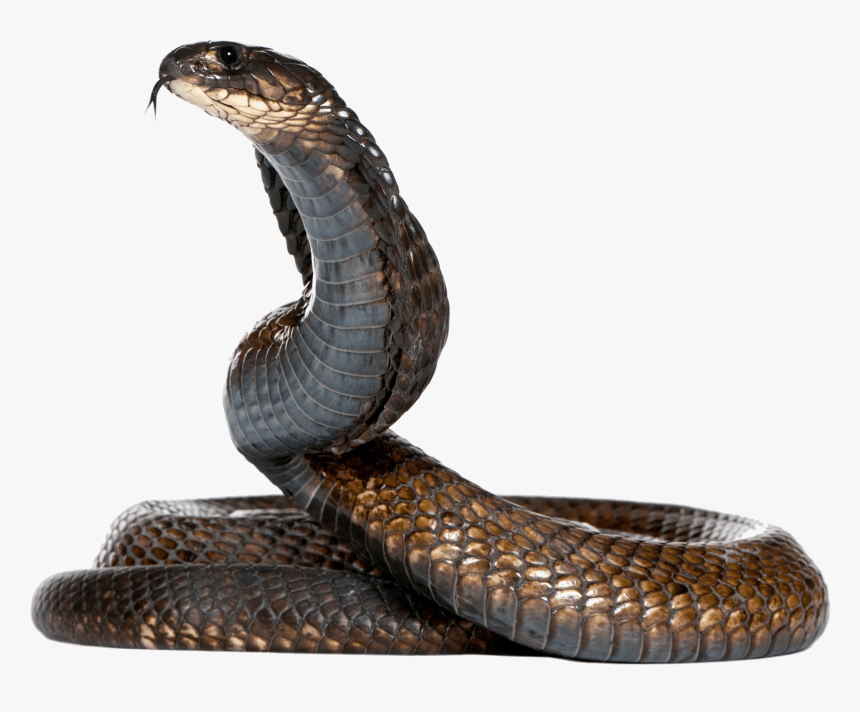 Cobra Png - Snake Png, Transparent Png, Free Download