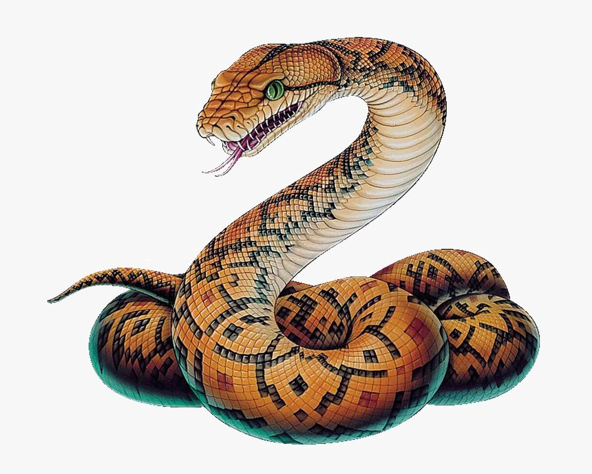 Snake Png Image - Snake Png, Transparent Png, Free Download