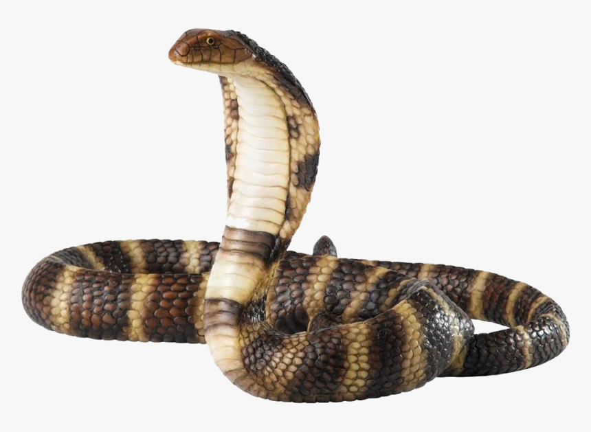 Cobra Snake Png Free Download - Snake Png, Transparent Png, Free Download