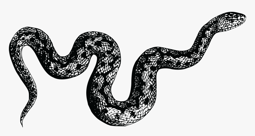 Viper Snake Png Photo - Black And White Snake Png, Transparent Png, Free Download