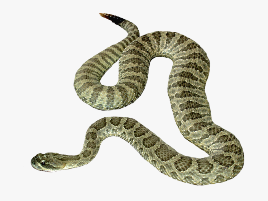 Viper Snake Png Picture - Transparent Background Snake Clipart, Png Download, Free Download