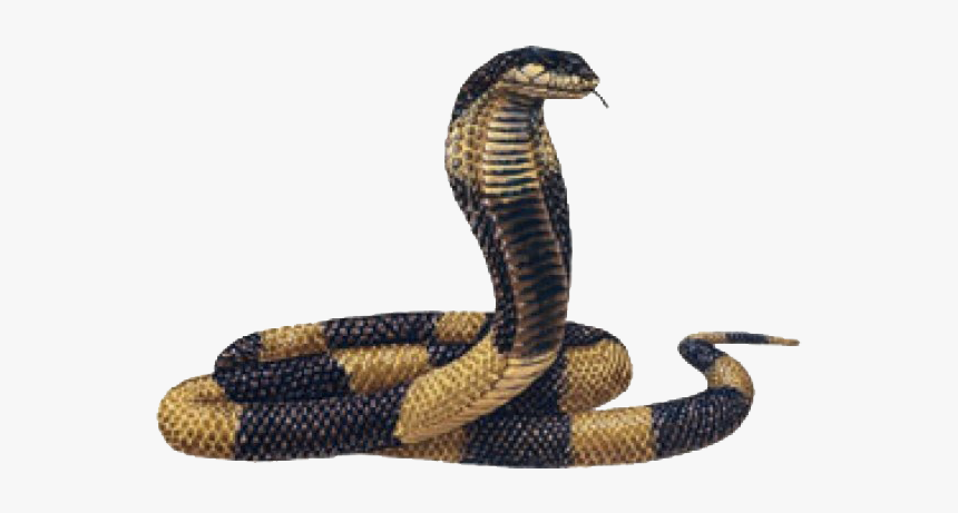 Egyptian King Cobra, HD Png Download, Free Download