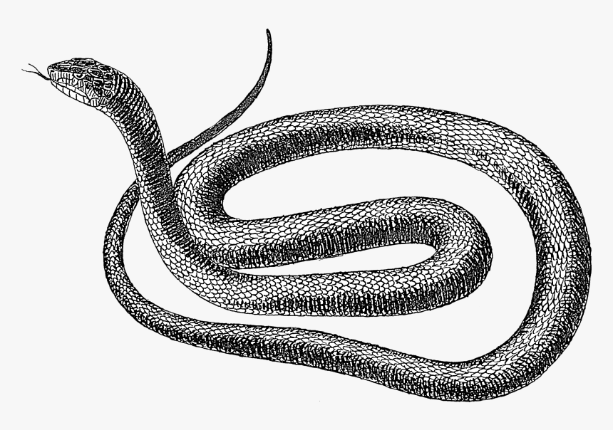 Black Snake 1 - Rat Snake Clipart Black And White, HD Png Download, Free Download