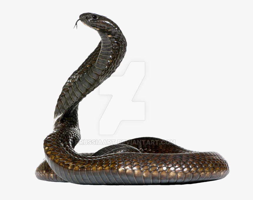 Snake Png Clipart - Cobra Snake Side View, Transparent Png, Free Download