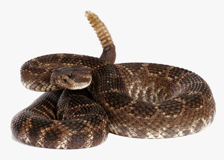 Rattlesnake Free Download Png - Rattlesnake Png, Transparent Png, Free Download