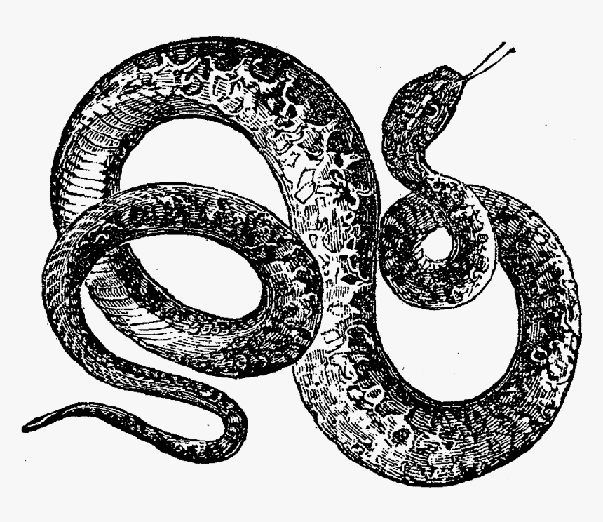 Serpent Illustration Png, Transparent Png, Free Download