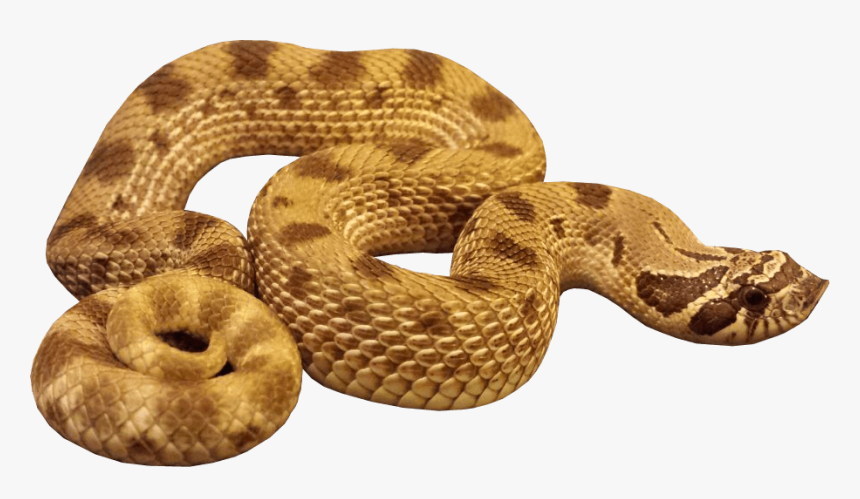 Transparent Background Snake Gif Transparent, HD Png Download, Free Download