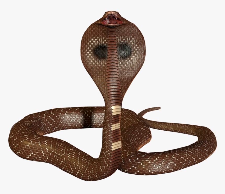 King Cobra Snake Png, Transparent Png, Free Download